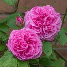 Rose : Gertrude Jekyll