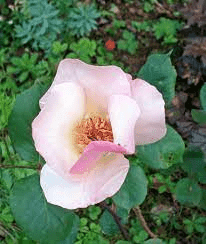 Rose «Ellen Willmott»