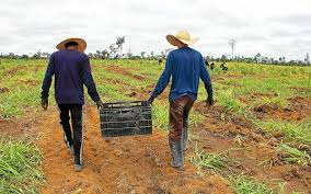 Jeunes plants d’arbres pour la reforestation – projets environnementaux chez Lelièvre