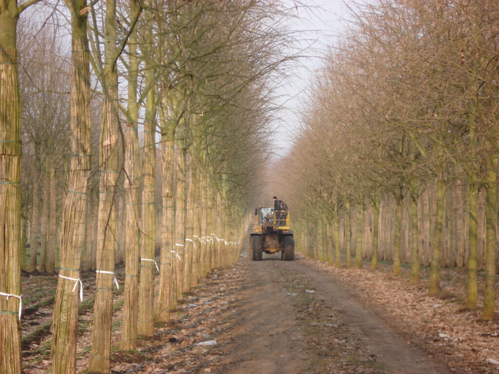 Visite de pépinière pour sélection d'arbres