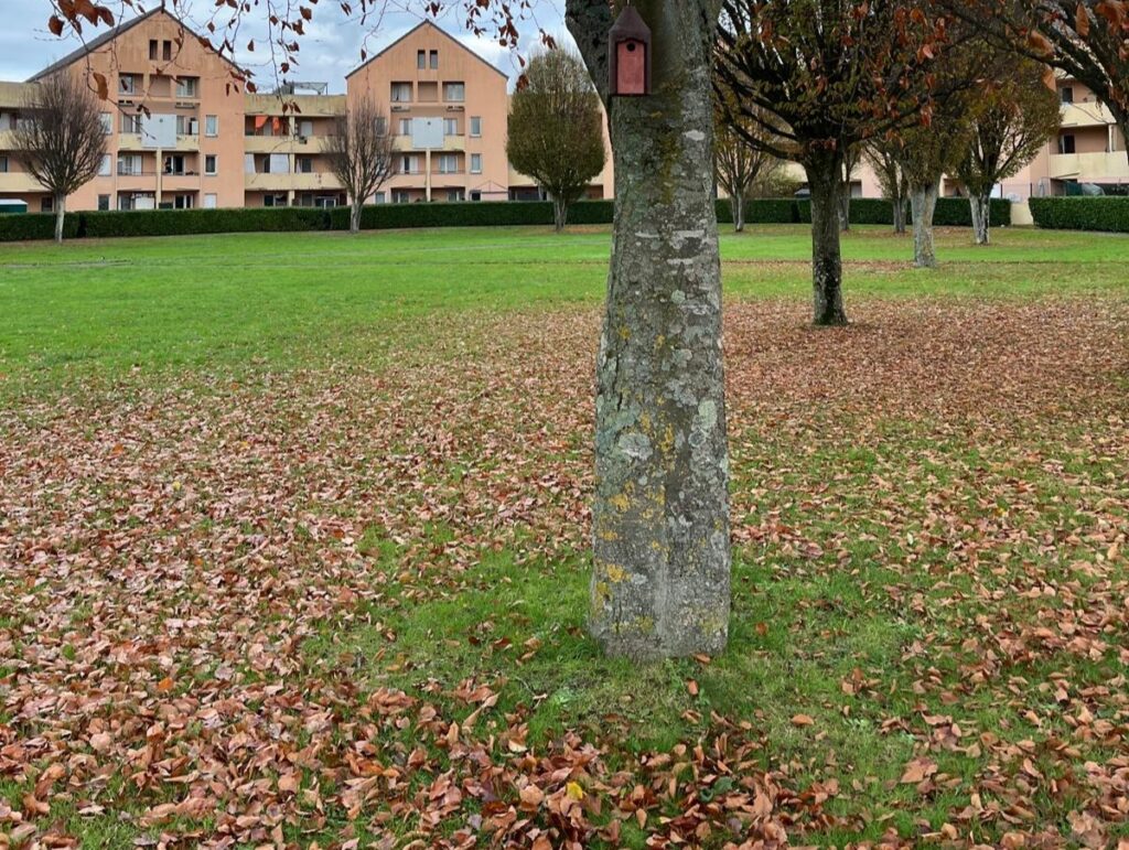 Ramassage de feuilles à Emerainville (77)