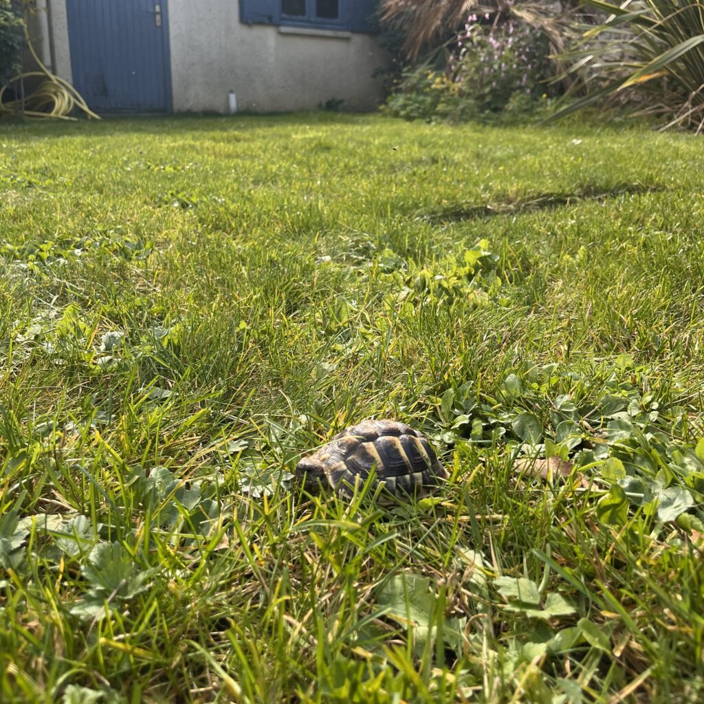 Mascotte heureuse de retrouver la pelouse après le ramassage des feuilles