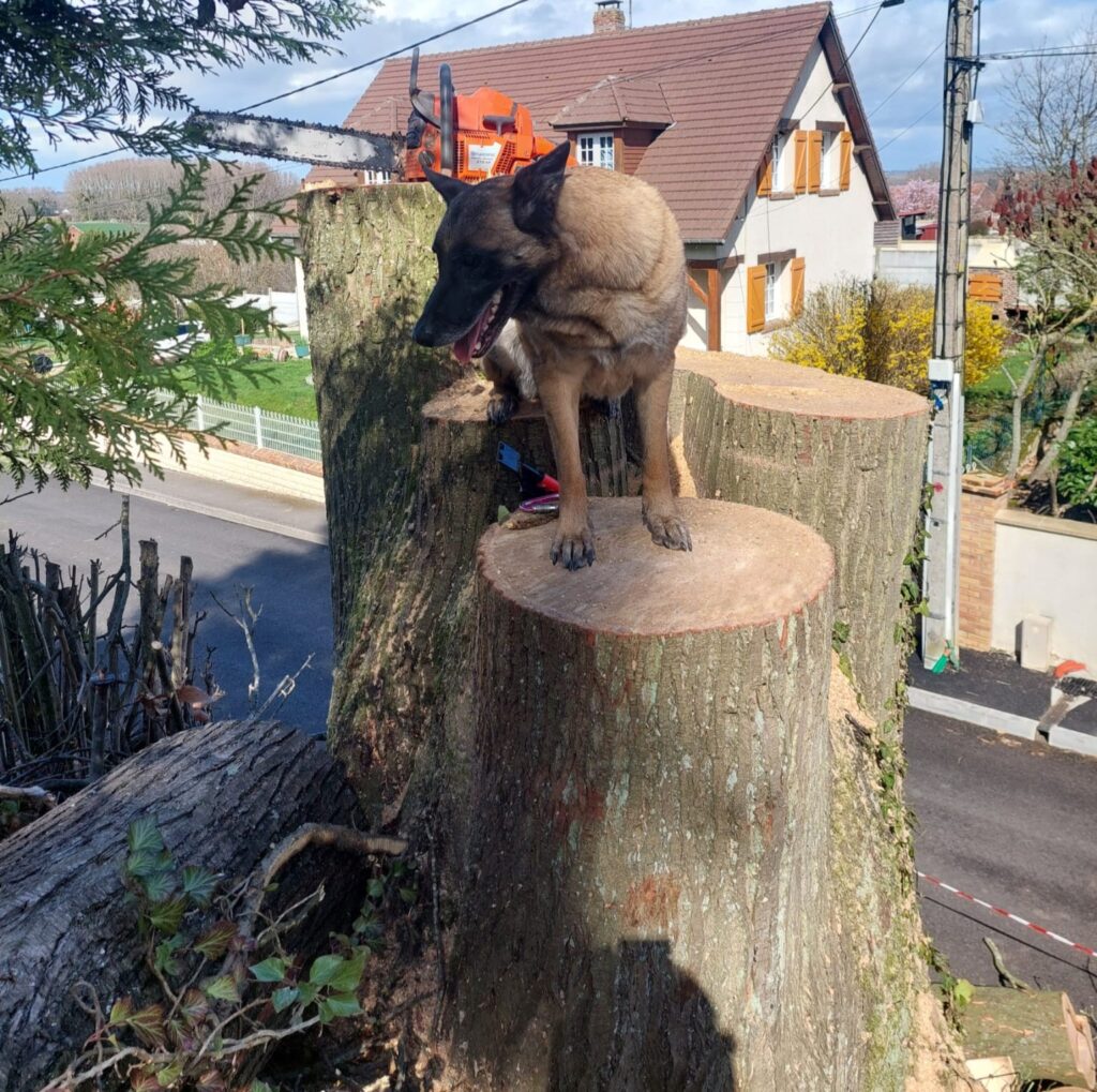 Souche d'arbre et notre mascotte, Lady Jane