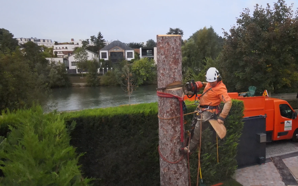 démontage d'arbres bords de marne